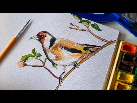 Szczygieł - akwarele - bird - watercolors - Carduelis - Pracownie Plastyczne MDK Świnoujście