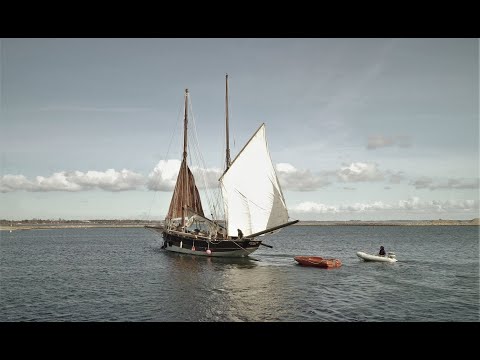 Swallow leaving to the Shetland Islands