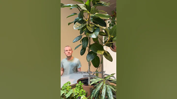 Try this easy homemade solution to easily take care of spider mites and other pests! 🌿 #shorts