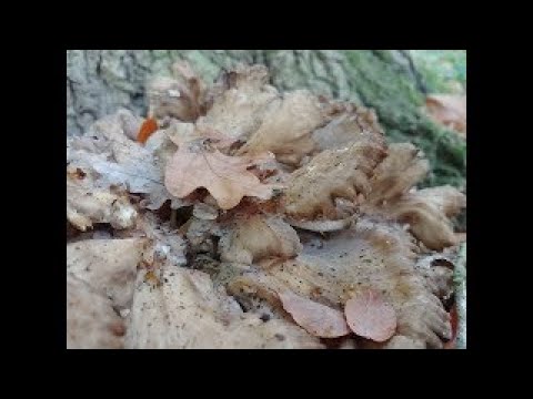 Vidéo: A Quoi Ressemble Un Champignon Parapluie ?