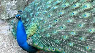 blauer Pfau ruft und schlägt Rad, call of a blue peacock, courtship display, scream Indian Peafowl
