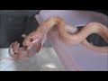 コーンスネークの食事風景～下手っぴからの上達編～ Corn Snake Feeding