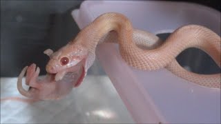 コーンスネークの食事風景～下手っぴからの上達編～ Corn Snake Feeding