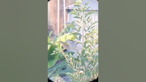 Cò lửa - cò rán 🔥