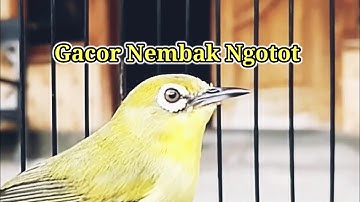 B1K1N C3P4T 64C0R NG4L45 N3MB4K N60T0T, Terapi Pleci Nembak Ngotot Buka Paruh