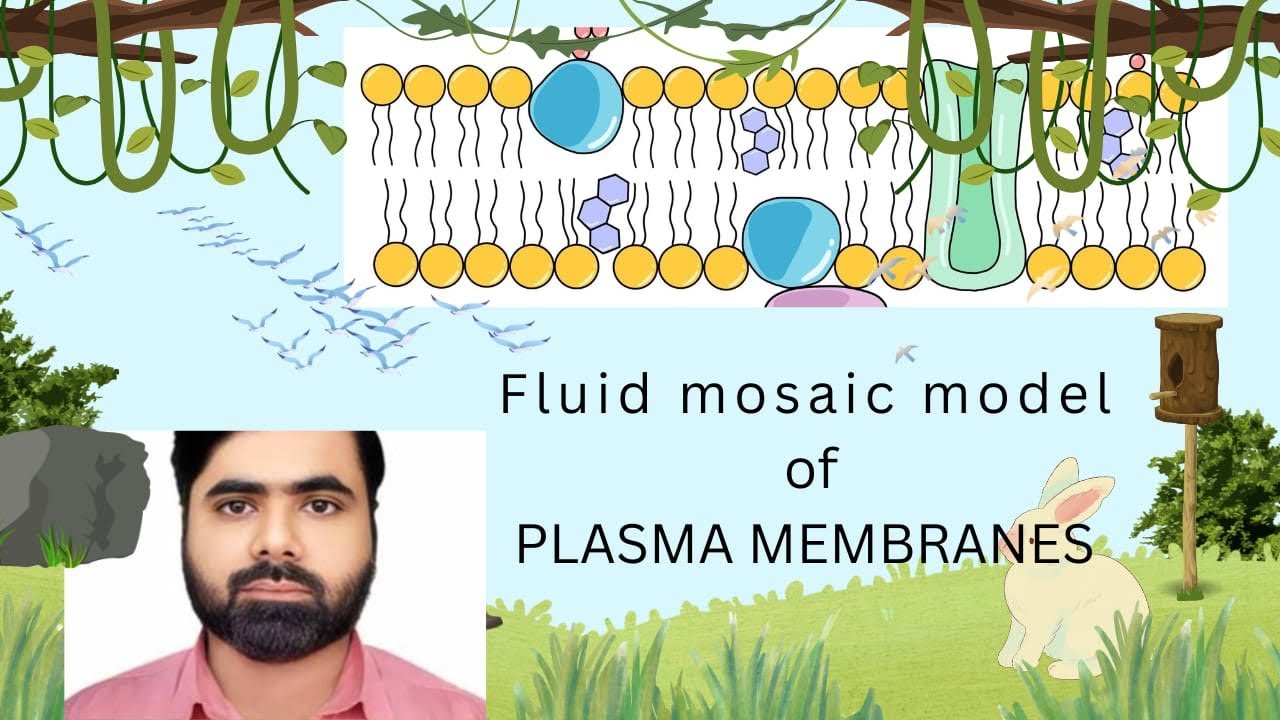 Fluid mosaic model of plasma membrane explanation..... - YouTube