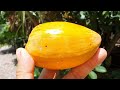 Sugarworld Parklands Tropical Fruit Trees - Pt 1