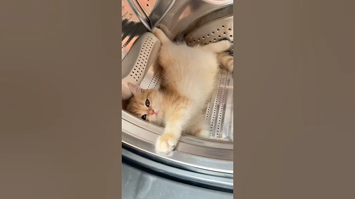 Video 10570401: cats cutecat meow catlover, cat kitten cute pets, cat kitten pets funny, cat meowing cute adorable, cats meowing cute dogs