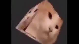 magico cubo gato