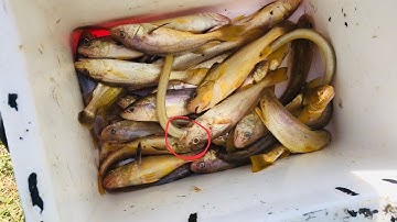 Sáng sớm ra sông cần giuộc câu cá ngát gặp toàn cá đù