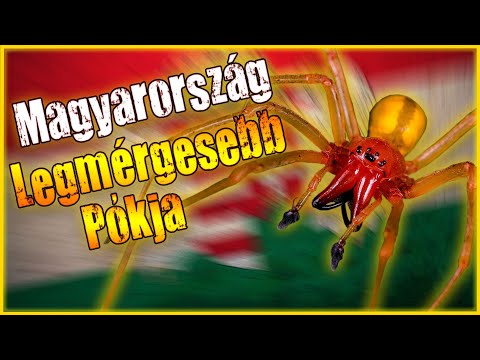 Videó: A hosszú lábú pókok mérgezőek?