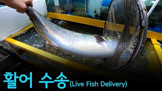 활어 수송 VLOG (최초공개 활어차 수송) Live Fish Delivery