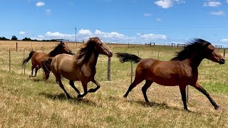 Late October with the mares