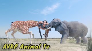 पानी के लिए लड़े हाथी और जिराफ #short #shortvideo #animals #viral #viralshorts #tranding #anime