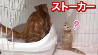 先住猫をひたすらストーカーする短足猫が面白すぎたw by ねおの猫。短足マンチカンよちひこ 3,258 views 2 years ago 8 minutes, 6 seconds