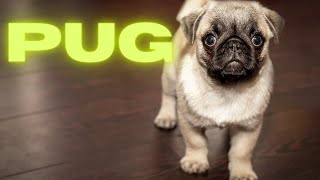 Pugs Unique And One Of A Kind by Giggling Paws and Pets 4 views 2 years ago 3 minutes, 2 seconds