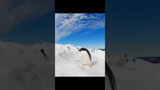 Curious Adélie penguin 🧐