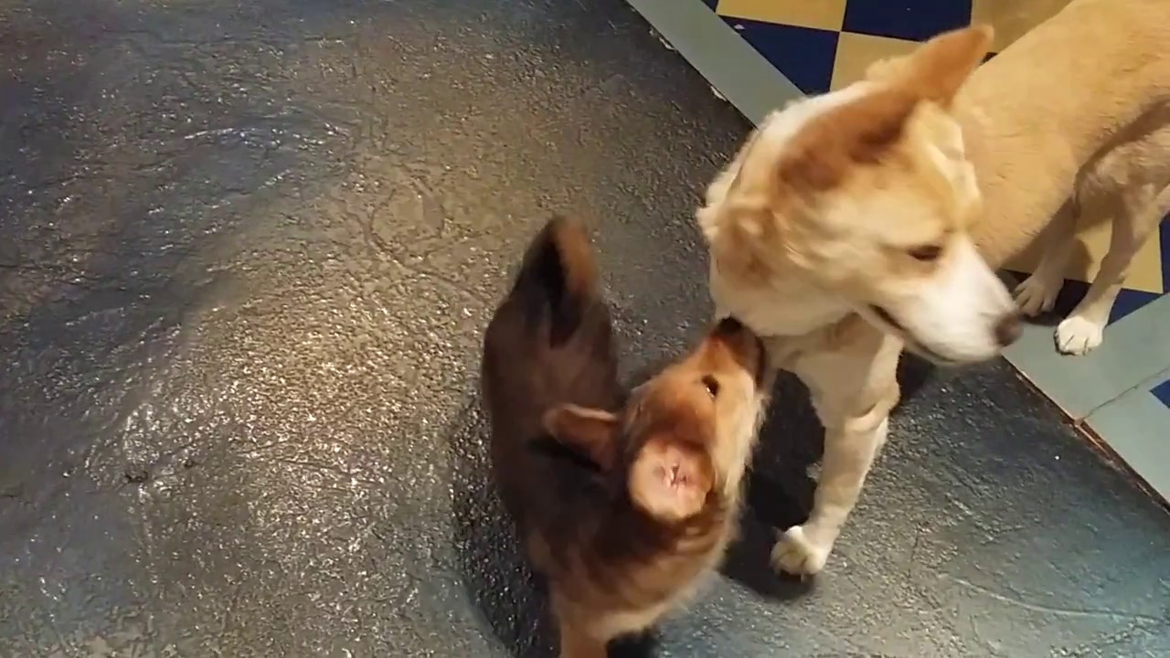 korean bbq near me Sunny playing with Samsoon, Korean Jindo