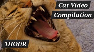 1 hour Cat Video compilation ⎟