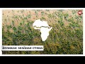 Африканские страны объединились, чтобы с помощью деревьев остановить Сахару