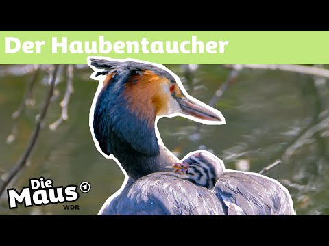 Video: Warum tauchen Vögel bombardiert?