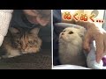 寒くなって布団に入ってきてくれる猫が愛おしい。。