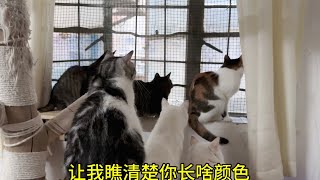 十七只猫突然跑到窗前看着外面大声喵喵叫，不知道是什么情况