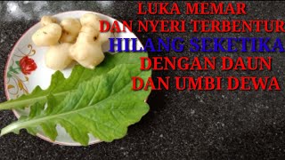 HILANGKAN NYERI DAN LUKA MEMAR DENGAN DAUN DAN UMBI DEWA Barokah Channel