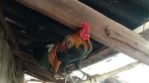 Qaib dib qua zoo 2025