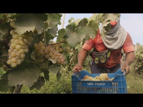 Video: Apa Itu Pisco? Meneroka Brandy Grape Amerika Selatan