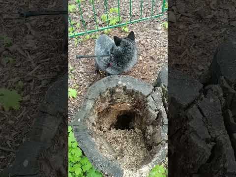 Видео: Обустраиваем летнюю дачу