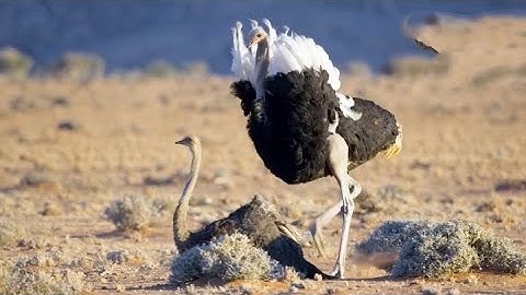 Ostrich meeting Randy ostrich looking for a mate has  | The Mating Game | Hadi Zoo |