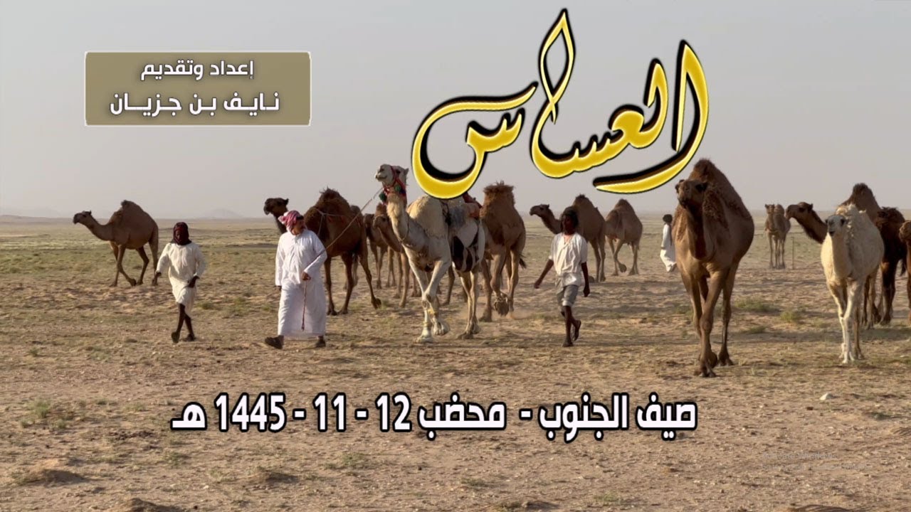 برنامج العساس | صيف الجنوب - محضب | مالك الإبل / شبيب مطلق المقاطي 12-11-1445 هـ