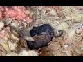 Mother Squirrel Hides Her Babies Under A Mountain Of Insulation