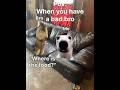 When you have a bad bro #catmeme #funny#shorts
