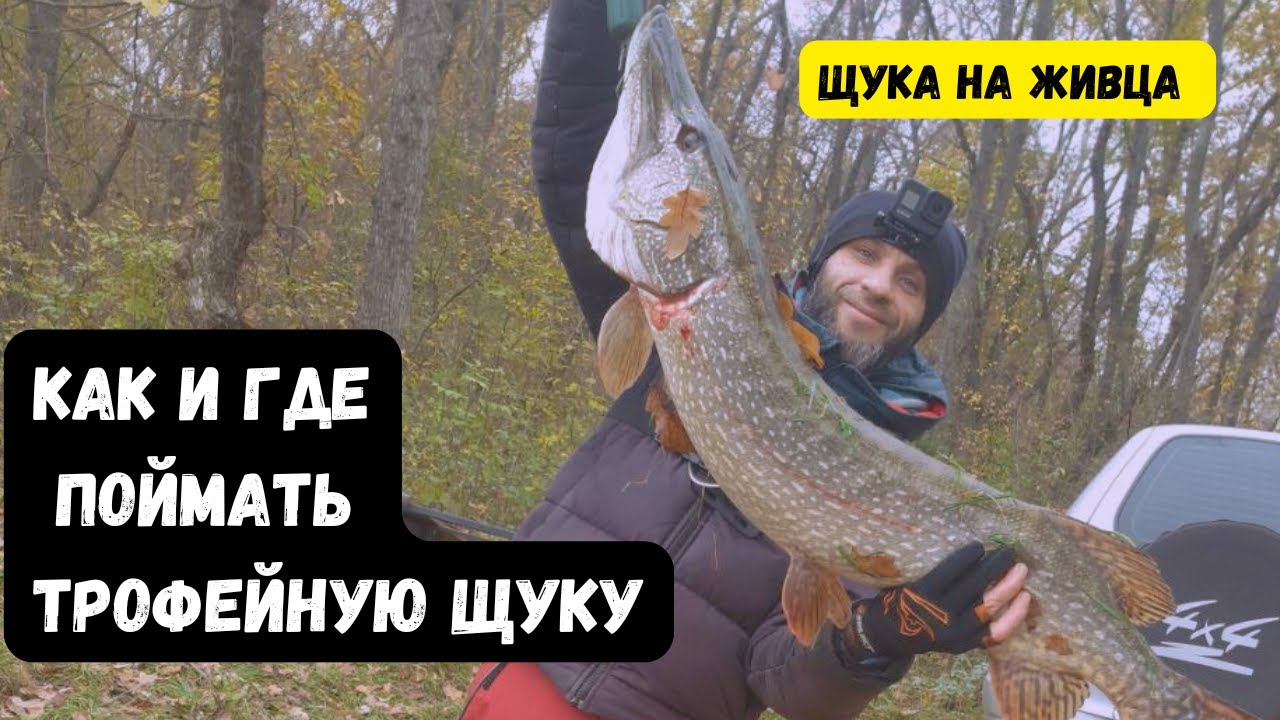 Ловля Щуки на Живца осенью Снасть на щуку🐟 Рыбалка на Живца