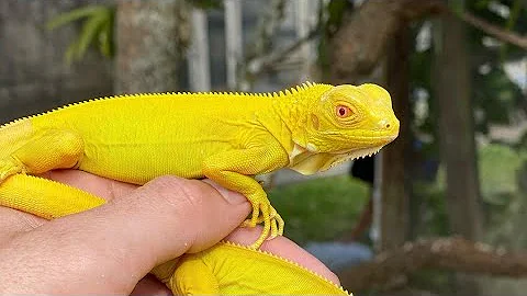 Che animale è iguana?