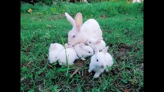 My Rabbits #babyrabbits #খরগোশ