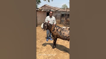 140+ Kg के Goats #shorts #sandhuagrofarm