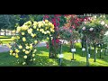 Most beautiful rose garden in austria