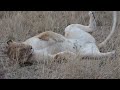 Lioness at masai mara