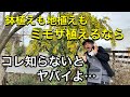 【ミモザ】鉢植えも地植えもミモザ・アカシア植えるなら知らないとヤバい!基本の育て方。植え替え・剪定・肥料など