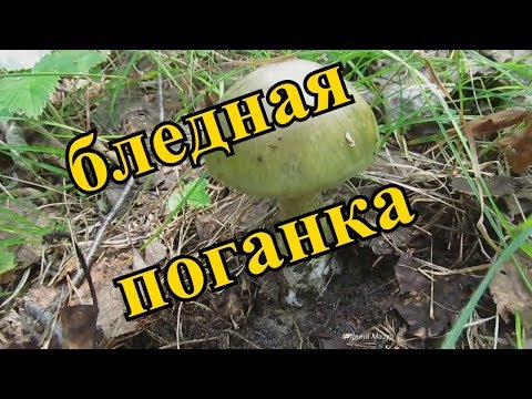 БЛЕДНАЯ ПОГАНКА САМЫЙ ЯДОВИТЫЙ В МИРЕ ГРИБ. ЯДОВИТЫЕ ГРИБЫ