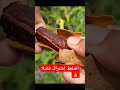 تمر هندى الاحمر تقويه المناعه مهم لمرض السكرى وسوء الهضم اضغط اشتراك فضلا وفعل زر الجرس