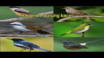 masteran kombinasi full isian mewah .wambi kacer muray cucak ijjo .untuk melatih mental juwara