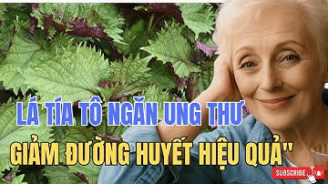 "Bác Sĩ Nhật Bản Hé Lộ: Lá Tía Tô Có Thể Ngăn Ung Thư Và Hạ Đường Huyết Cấp Tốc"