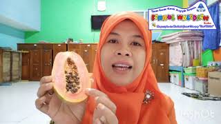 video pembelajaran PAUD tema tanaman subtema tanaman tidak bercabang(pepaya) rabu,10 Februari 2021