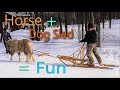 Driving a horse drawn dog sled at Versatile Horsemanship