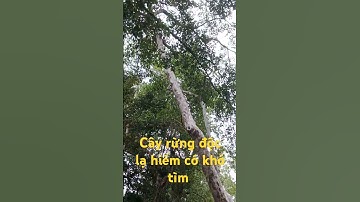 Cây rừng độc lạ hiếm có khó tìm.l Độc Lạ Tây Nguyên.
