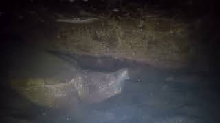 Missouri Alligator Snapping Turtle - 2022